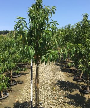 June Princess Nectarine (Prunus 'Fruit June Princess') - 3 gallon 36" TREE