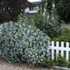 Kintzley's Ghost® Honeysuckle (Lonicera reticulata Kintzley's Ghost) - 3 gallon