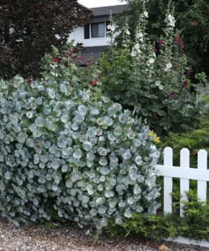 Kintzley's Ghost® Honeysuckle (Lonicera reticulata Kintzley's Ghost) - 3 gallon