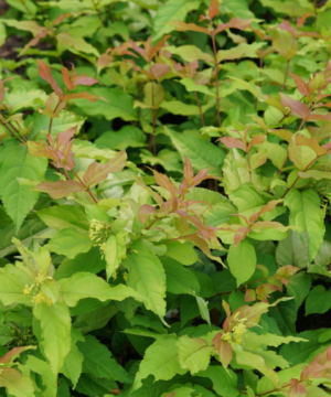 Kodiak Fresh® Honeysuckle (Diervilla sessilifolia 'Kodiak Fresh') - 1 gallon