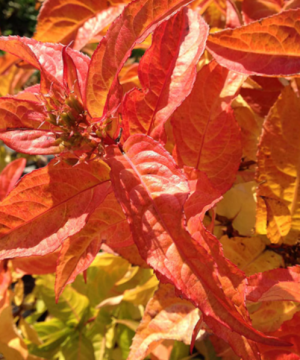 Kodiak® Orange Honeysuckle (Diervilla sessilifolia 'Kodiak Orange') - 1 gallon