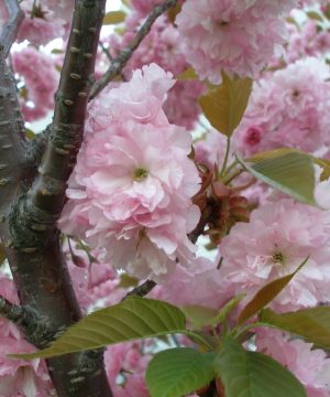 Kwanzan Cherry (Prunus serrulata 'Kwanzan') - 3 gallon 48" TREE