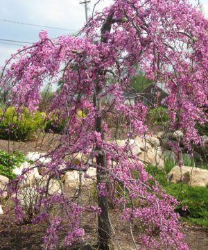 Lavender Twist™ Weeping Redbud (Cercis canadensis 'Covey') - 3 gallon