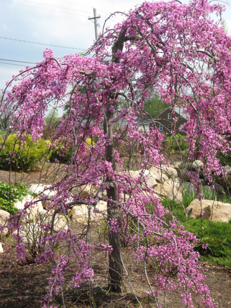 Lavender Twist™ Weeping Redbud (Cercis canadensis 'Covey') - 3 gallon