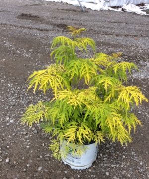 Lemony Lace® Elderberry (Sambucus lemony 'Lace') - QT