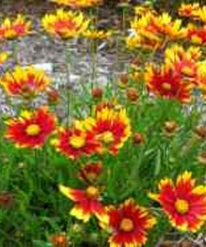 Li'l Bang™ Daybreak Coreopsis (Coreopsis x 'Lil Bang Daybreak') - QT