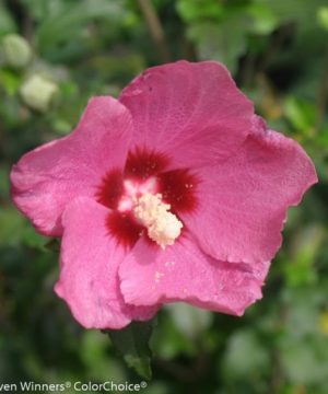 Lil' Kim® Red Rose of Sharon (Hibiscus syriacus 'Lil Kim Red') - 1 gallon