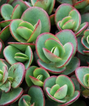 Lime Zinger Stoncrop (Sedum sedum 'Lime Zinger') - QT