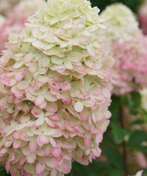 Limelight Prime® Panicle Hydrangea (Hydrangea 'P Limelight Prime') - 3 gallon 12" HEAD