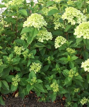Little Lime® Panicle Hydrangea (Hydrangea paniculata 'Jane') - 3 gallon 12" HEAD
