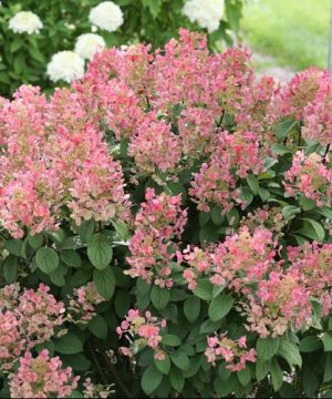 Little Quick Fire® Panicle Hydrangea (Hydrangea pan ‘Little Quick Fire') - QT