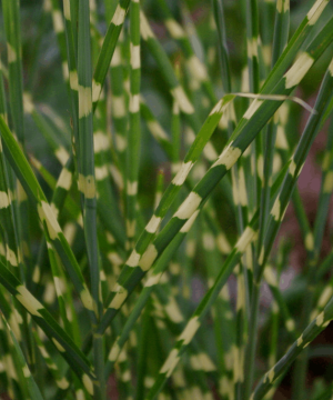 Little Zebra Maiden Grass (Miscanthus sinensis 'Little Nicky') - QT