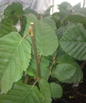 Lucas European Hornbeam (Carpinus betulus 'Lucas') - 3 gallon TREE