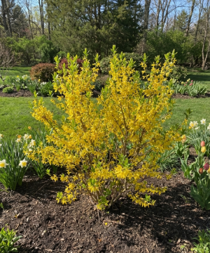 Lynwood Gold Forsythia (Forsythia x 'Lynwood Gold') - 3 gallon 24"