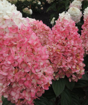Magical® Ruby Snow Hydrangea  (Hydrangea 'P Ruby Snow') - 3 gallon 12" HEAD