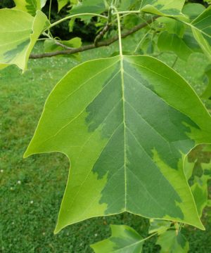 Majestic Beauty™ Tuliptree (Liriodendron tulipifera 'Aureo-Marginatum') - 3 gallon TREE