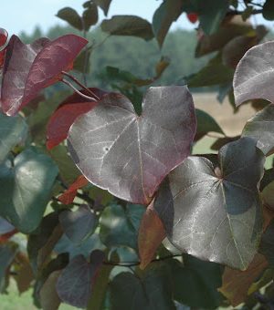 Merlot Redbud (Cercis canadensis 'Merlot') - 3 gallon 36"