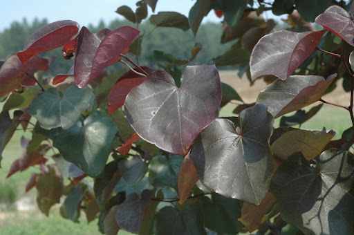 Merlot Redbud (Cercis canadensis 'Merlot') - 3 gallon 36"