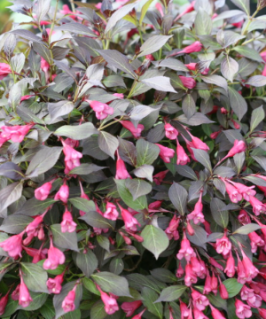 Midnight Wine Shine® Weigela (Weigela florida 'Elvera') - QT