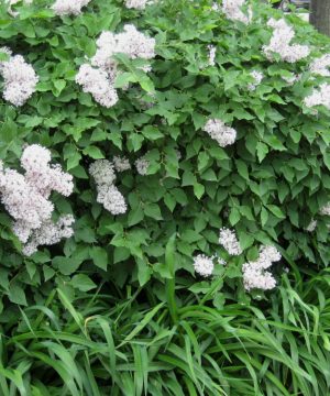 Miss Kim Lilac (Syringa patula 'Miss Kim') - 2 gallon