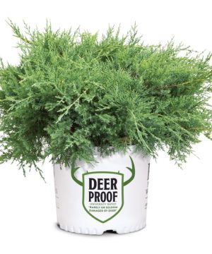 Montana Moss® Juniper (Juniper chinensis Montana Moss) - 3 gallon 15"
