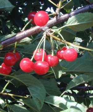 Montmorency Sour Cherry (Prunus cerasus 'Montmorency') - 3 gallon 36" TREE