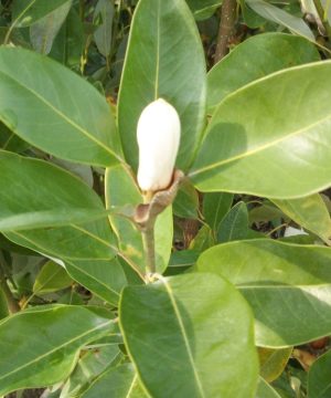 Moonglow® Sweetbay Magnolia (Magnolia virginiana 'Jim Wilson') - 3 gallon 36"