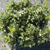 Moonshadow™ Euonymus (Euonymus fortunei 'Moonshadow') - QT