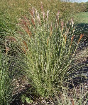 Morning Light Maiden Grass (Miscanthus sinensis 'Morning Light') - QT