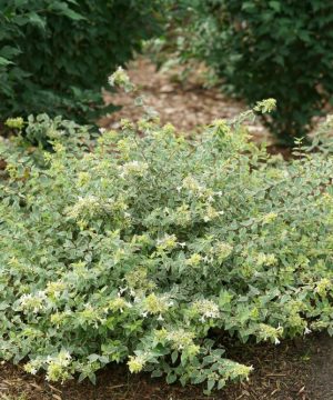 Mucho Gusto® Abelia (Abelia x grandiflora ‘Mucho Gusto’) - QT