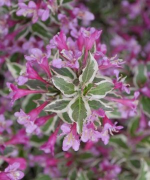 My Monet Purple Effect® Weigela (Weigela 'My Monet Purple Effect') - QT