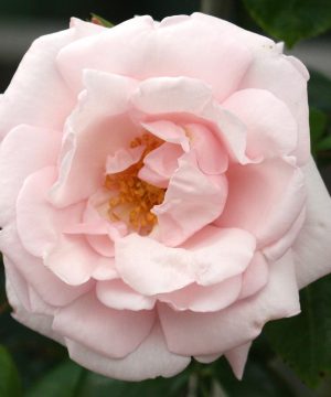 New Dawn Climbing Rose (Rosa CL 'New Dawn') - 3 gallon - Image 2