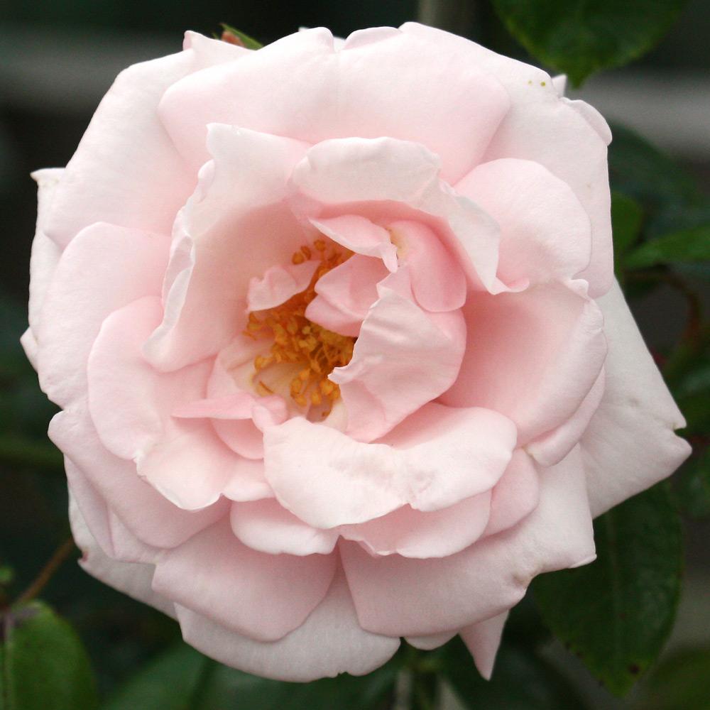 New Dawn Climbing Rose (Rosa CL 'New Dawn') - 3 gallon - Image 2
