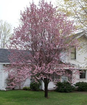 Newport Cherry Plum (Prunus cerasifera 'Newport') - 3 gallon 36" TREE