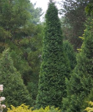 North Pole® Arborvitae (Thuja occidentalis 'Art Boe') - QT