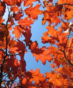 Northern Pin Oak (Quercus ellipsoidalis) - 3 gallon 60"