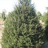 Norway Spruce (Picea abies) - 1 gallon 12"