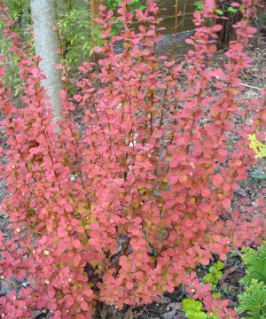 Orange Rocket Barberry (Berberis thunbergii 'Orange Rocket') - 1 gallon