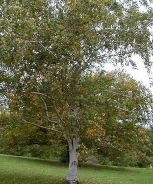 Paper Birch (Betula papyrifera) - 3 gallon