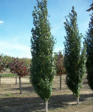 Parkland Pillar® Birch (Betula platyphylla 'Parkland Pillar') - 3 gallon