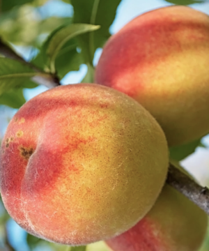 Peach Belle of Georgia (Prunus 'Fruit Belle Of Georgia') - 3 gallon 36" TREE