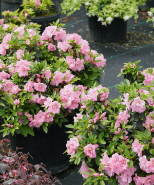Perfecto Mundo® Double Pink Reblooming Azalea (Azalea 'Perfecto Mundo Dbl Pink') - QT