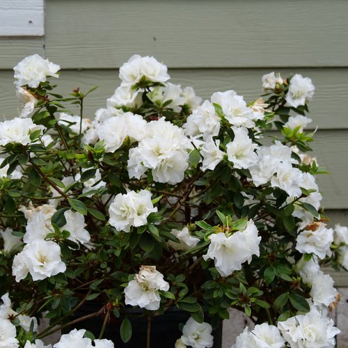 Perfecto Mundo® Double White Reblooming Azalea (Azalea 'Perfecto Mundo Dbl White') - QT