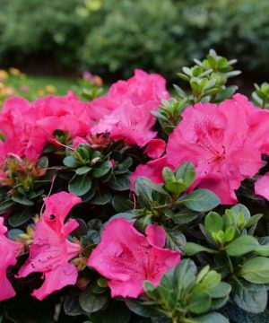 Perfecto Mundo Epic Pink® Azalea (AZALEA PERFECTO MUNDO EPIC PINK) - QT
