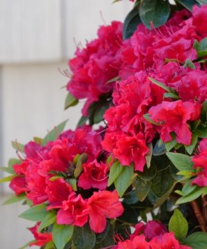 Perfecto Mundo® Red Reblooming Azalea (Azalea 'Perfecto Mundo Red') - QT