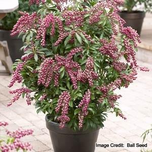 Pieris jap. Passion Party™ 'Passion' (Passion Party Passion Andromeda) - 3 gallon 12"