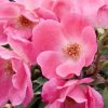 Pink Knock Out® Rose (Rosa K.O 'Radcon') - QT