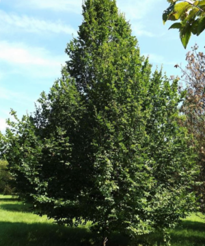 Pinocchio European Hornbeam (Carpinus betulus 'Pinocchio') - 3 gallon 48" TREE