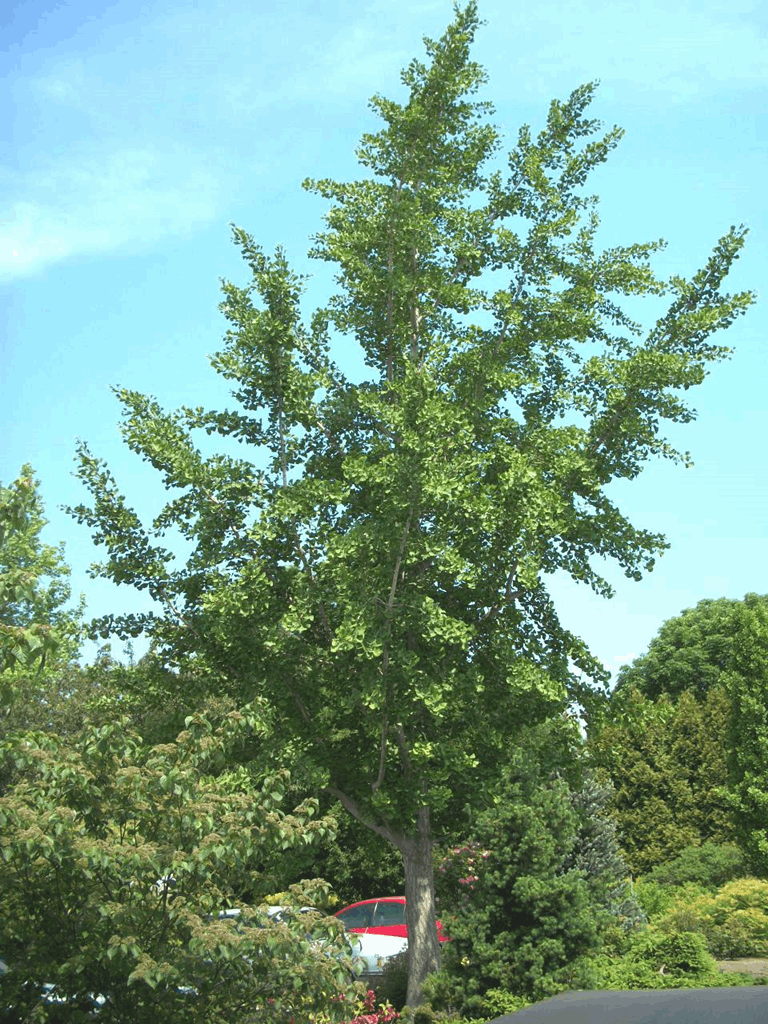 Princeton Sentry™ Ginkgo (Ginkgo biloba 'Princeton Sentry') - 2 gallon 36" - Image 2