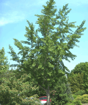 Princeton Sentry™ Ginkgo (Ginkgo biloba 'Princeton Sentry') - 2 gallon 36"